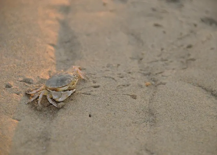 Hotel Grottamare Lido di Jesolo