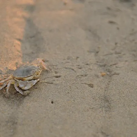 Отель Grottamare Лидо-ди-Езоло